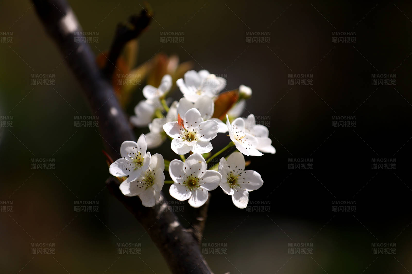 春日梨花特写图片