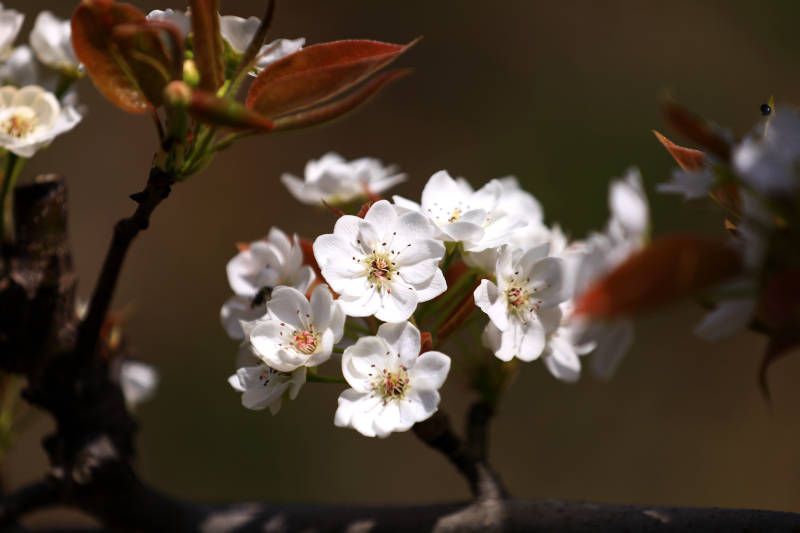 春日梨花特写图片