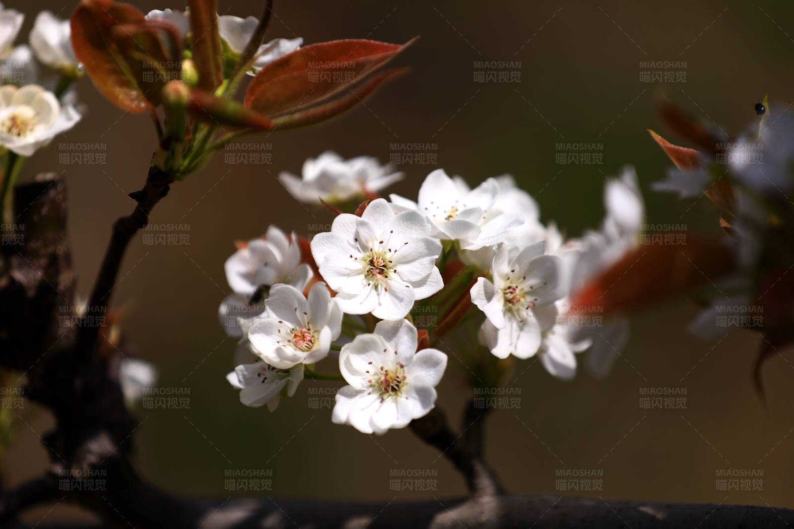 春日梨花特写图片