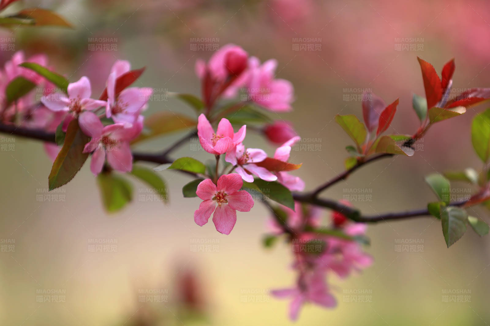 春日海棠花开图片