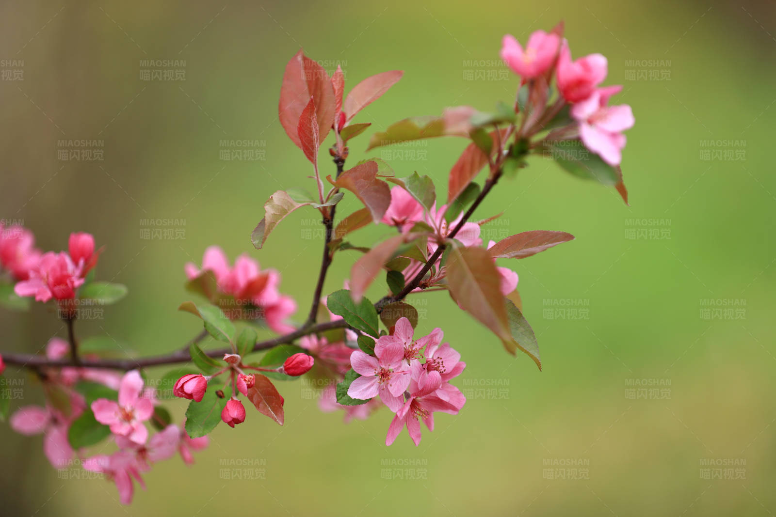 春日海棠花开图片