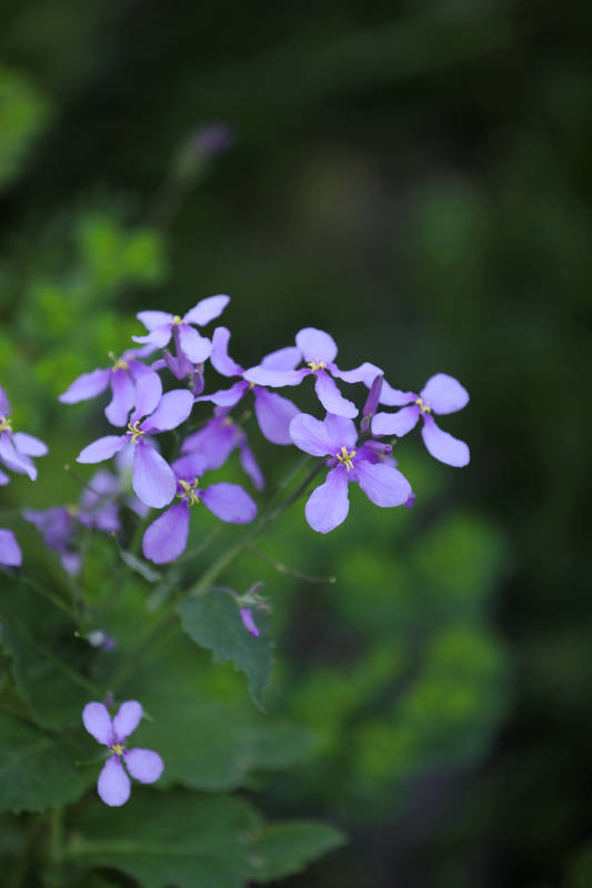 诸葛菜在绿叶间图片