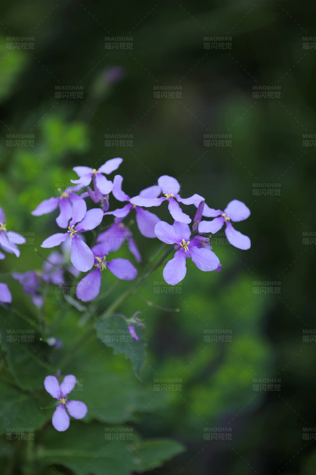 诸葛菜在绿叶间图片