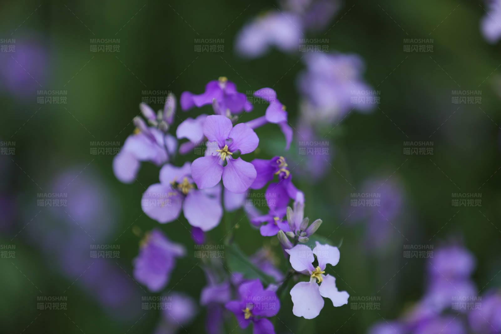 诸葛菜的美丽瞬间图片