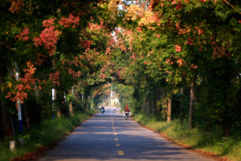 秋日栾树五彩林荫道图片