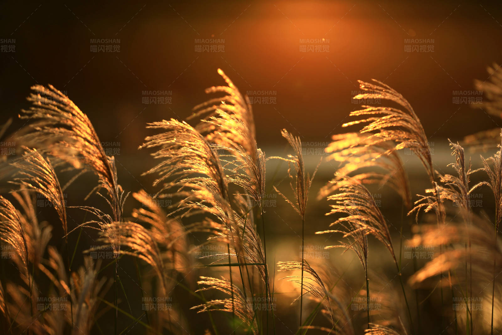 夕阳下的芦苇图片