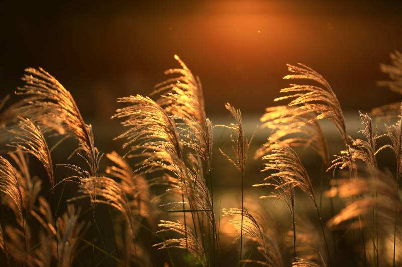 夕阳下的芦苇图片