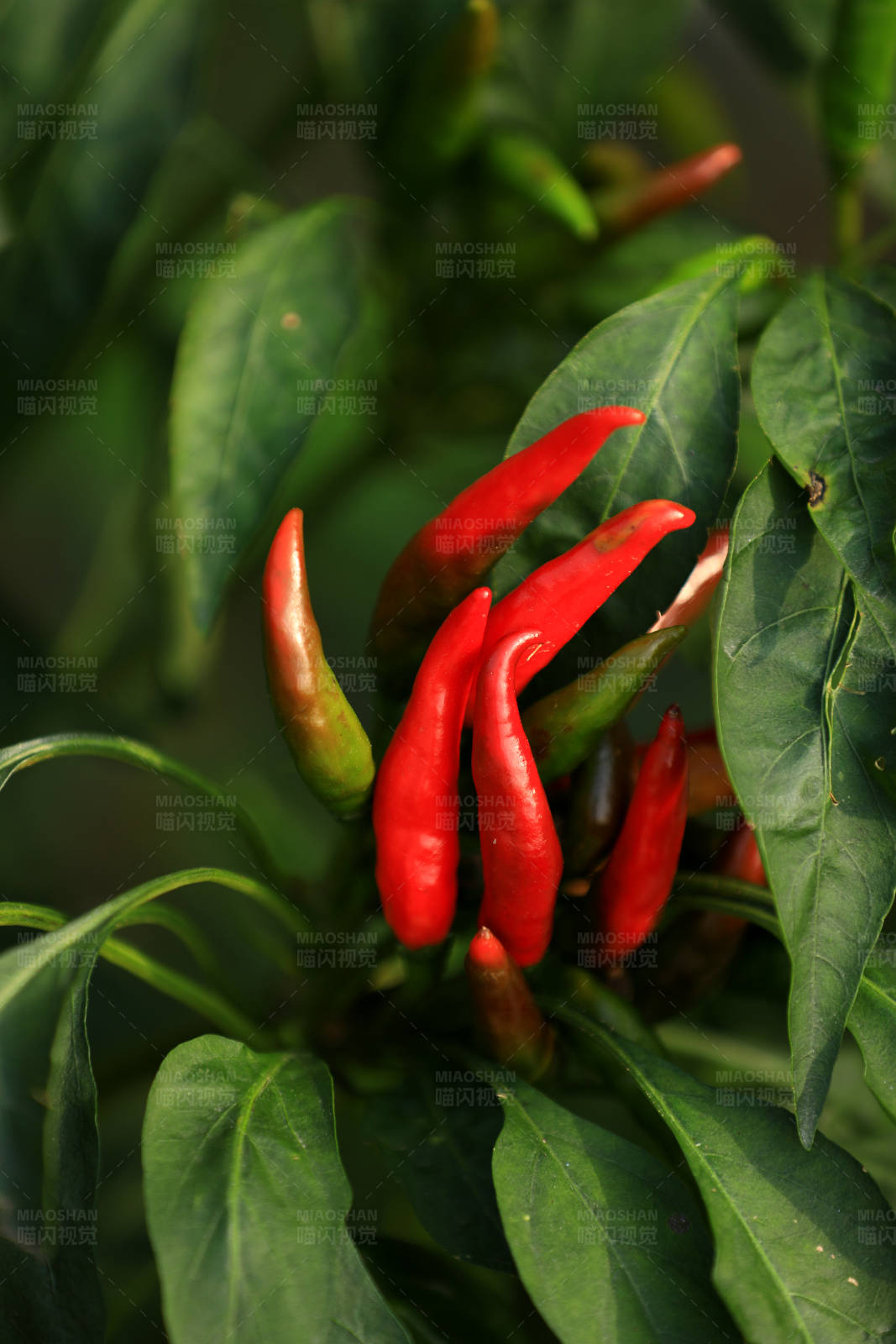 辣椒植株上的红色果实图片