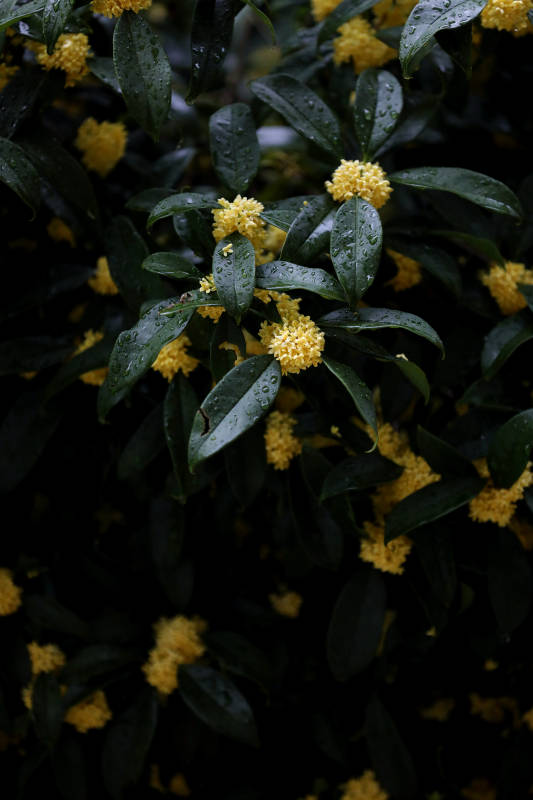 雨后桂花图片