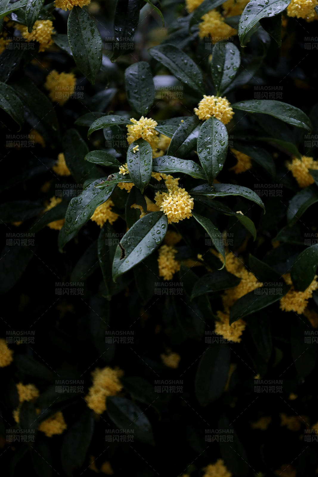 雨后桂花图片