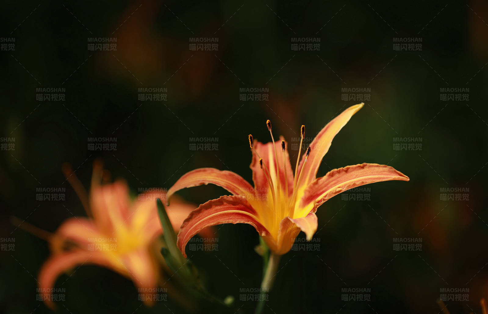 橙色萱草花的美丽瞬间图片