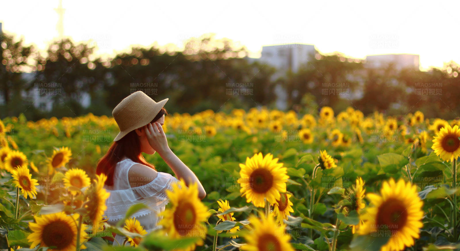向日葵田里的宁静时光图片