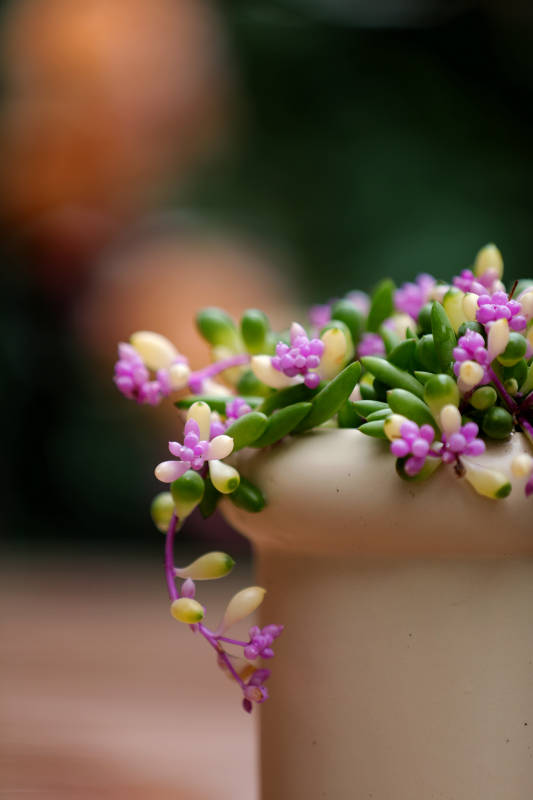 盆中花开 绿意盎然图片
