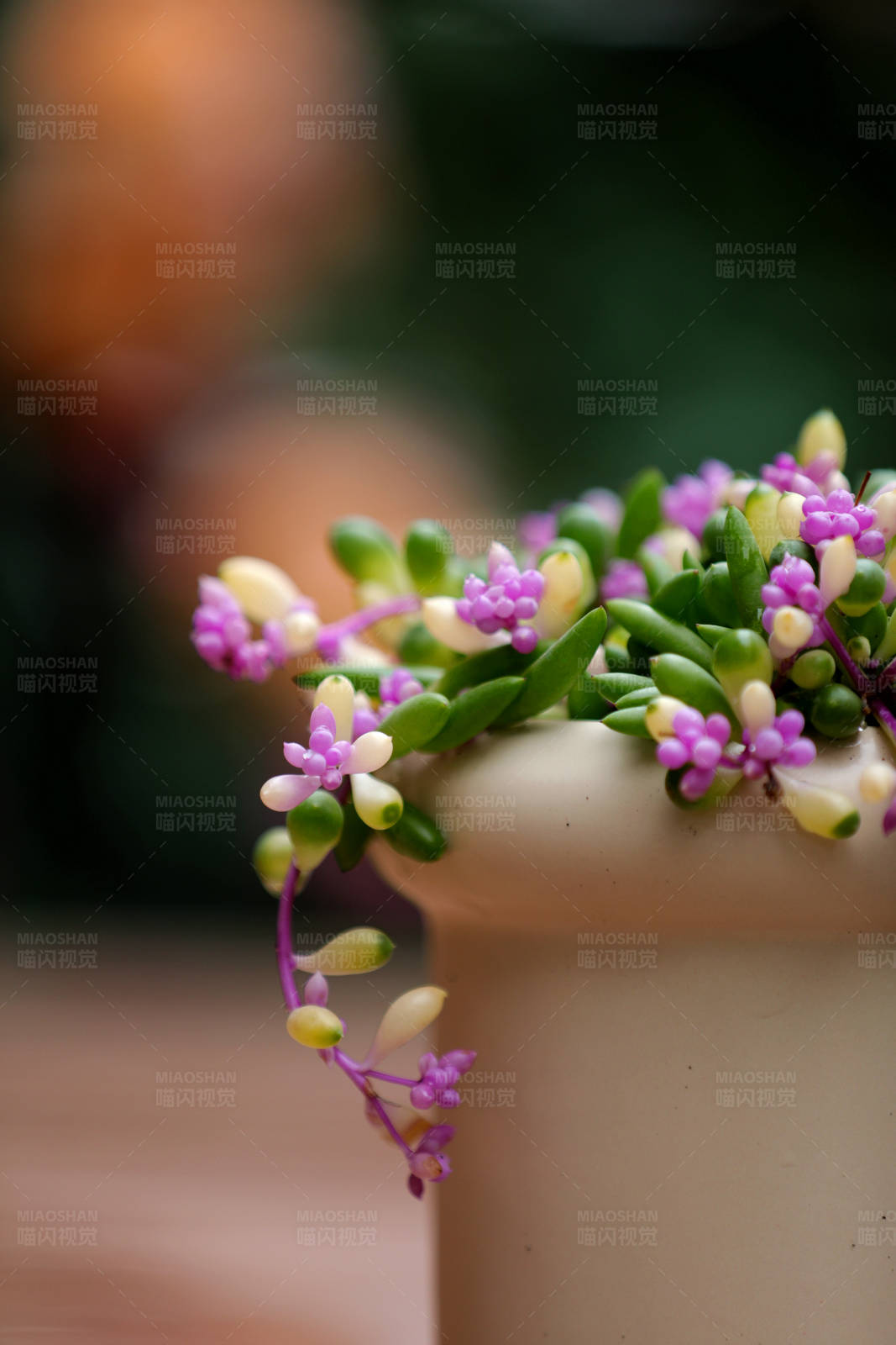 盆中花开 绿意盎然图片