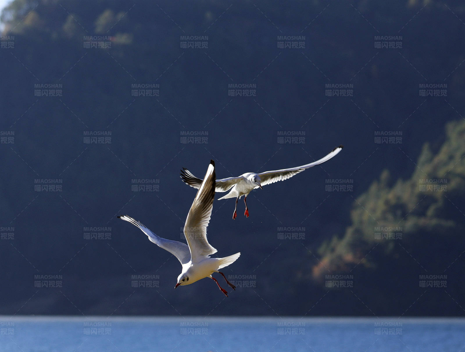清晨泸沽湖飞翔的海鸥图片
