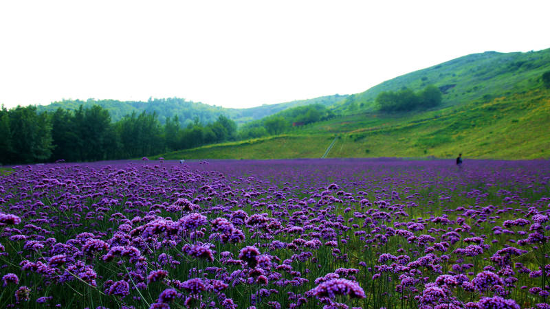 南京六合冶山紫色花海与远山图片