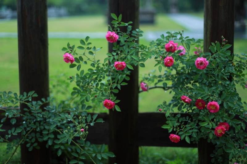 木篱笆上盛开的蔷薇花图片