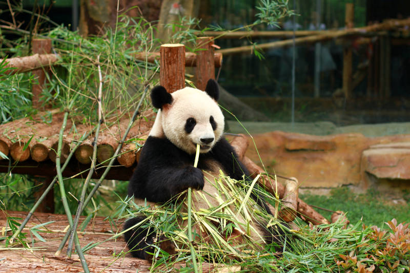 熊猫享受美食时光图片