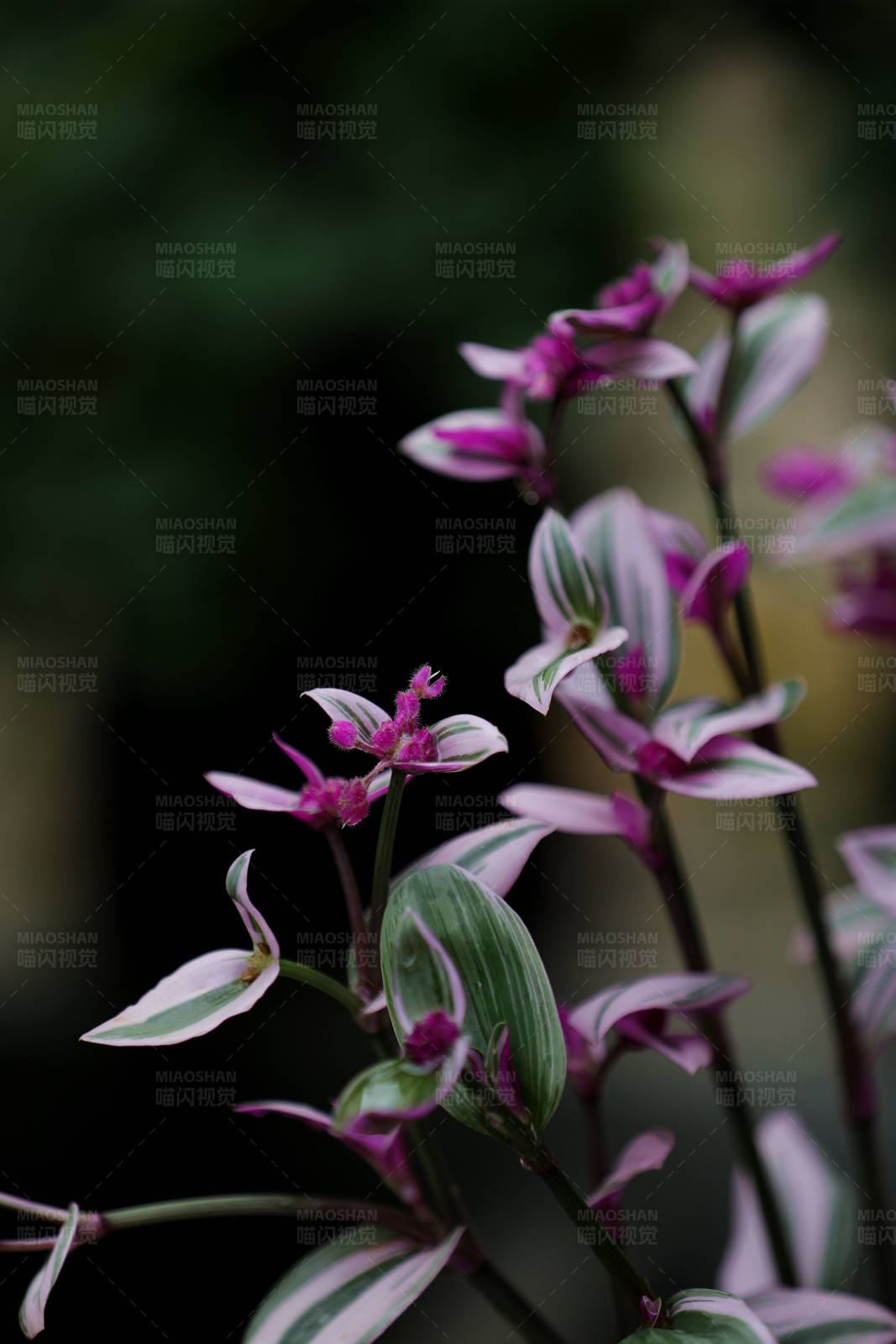 庭院里的紫罗兰花图片