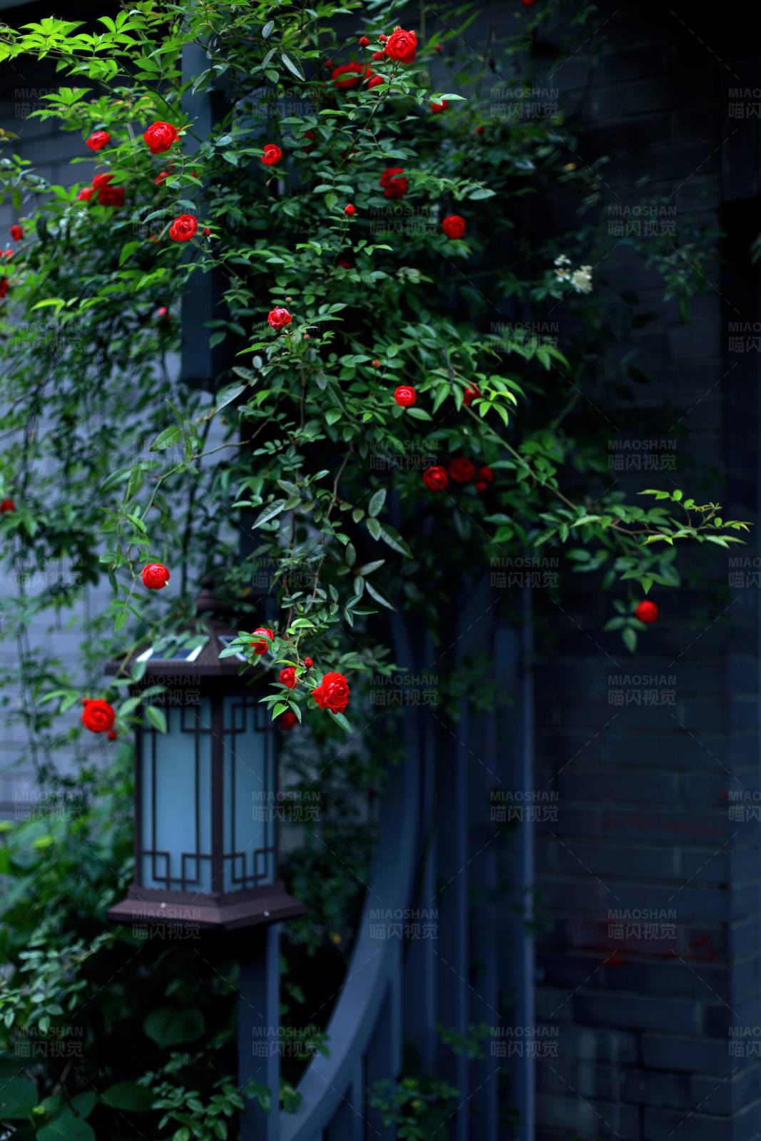 红花绿叶映灯笼图片