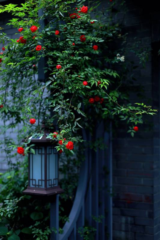 红花绿叶映灯笼图片