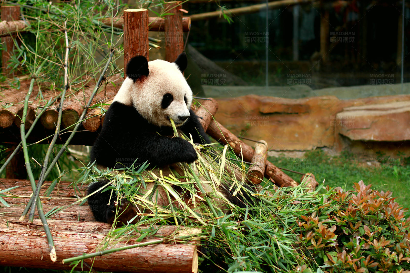 熊猫享受竹子大餐图片