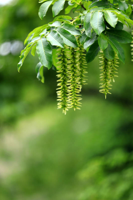 绿叶垂挂 自然之美图片