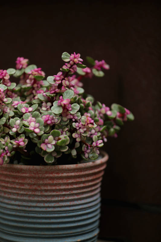 雅乐之舞多肉盆栽图片