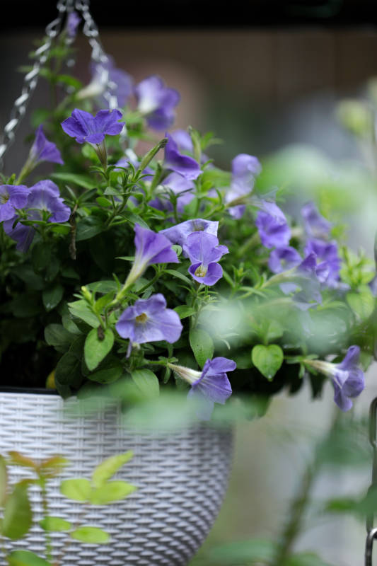 紫色花朵悬挂篮图片