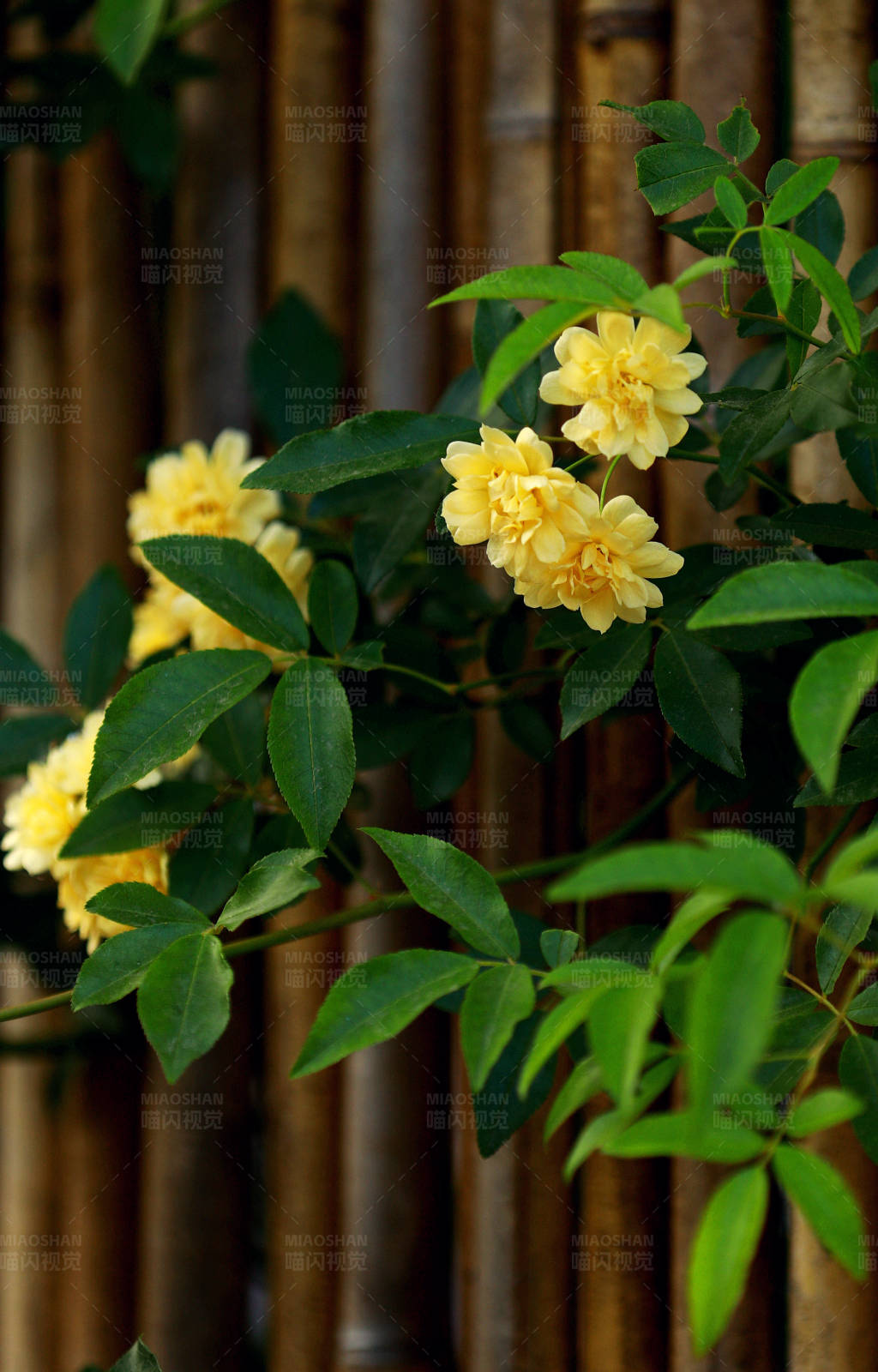 黄花绿叶竹篱旁图片