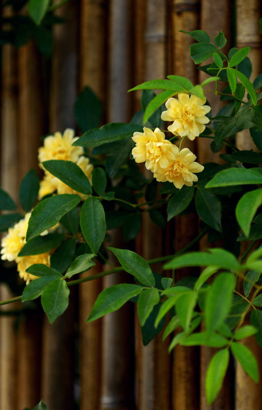 黄花绿叶竹篱旁图片