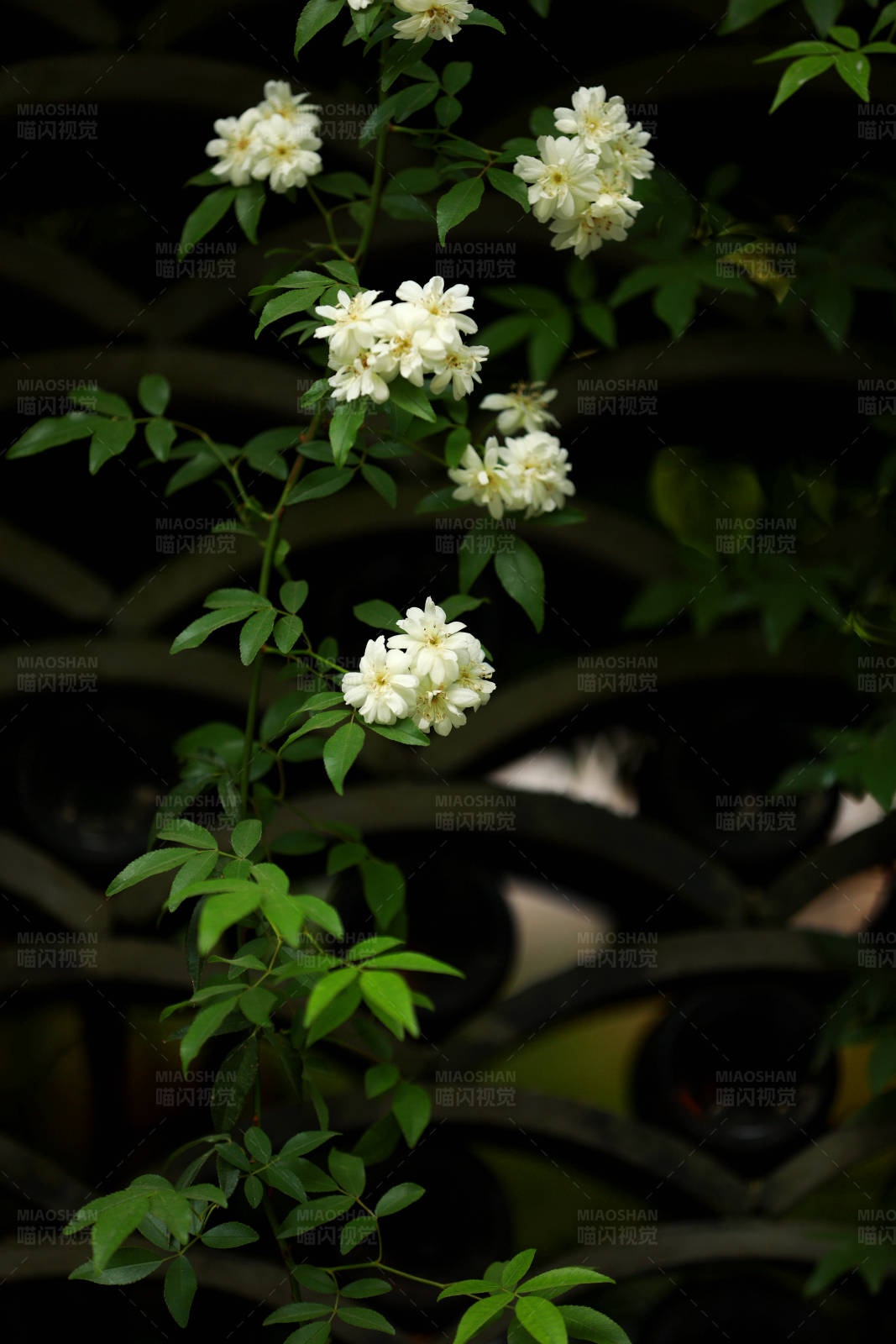 白花绿叶攀爬墙图片