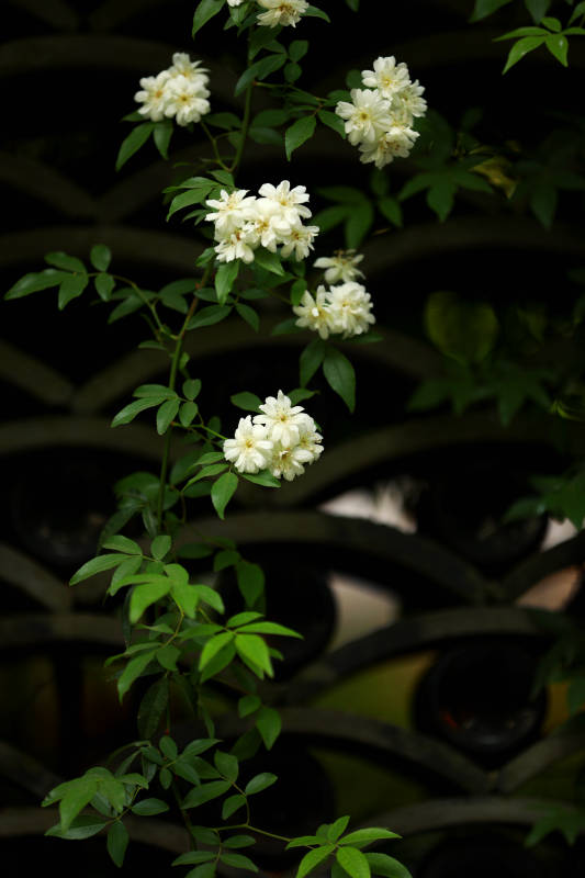 白花绿叶攀爬墙图片