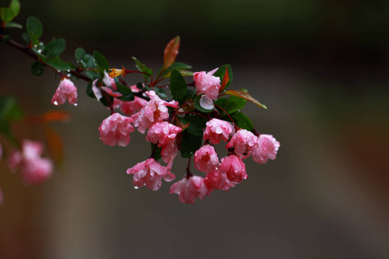 雨中海棠花特写图片