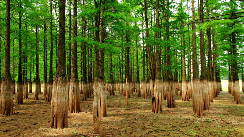 南京六合水上池杉林绿色世界图片