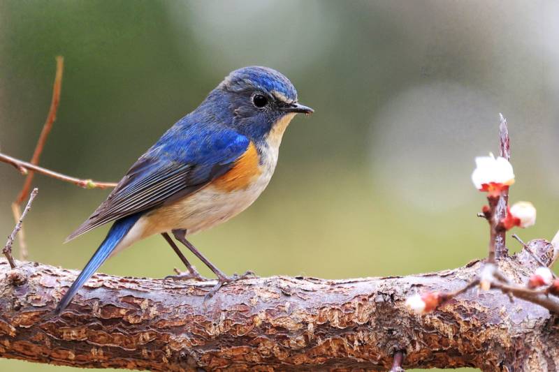 红胁蓝尾鸲栖息枝头图片