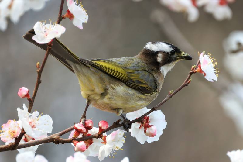 白头翁栖息在花枝上图片