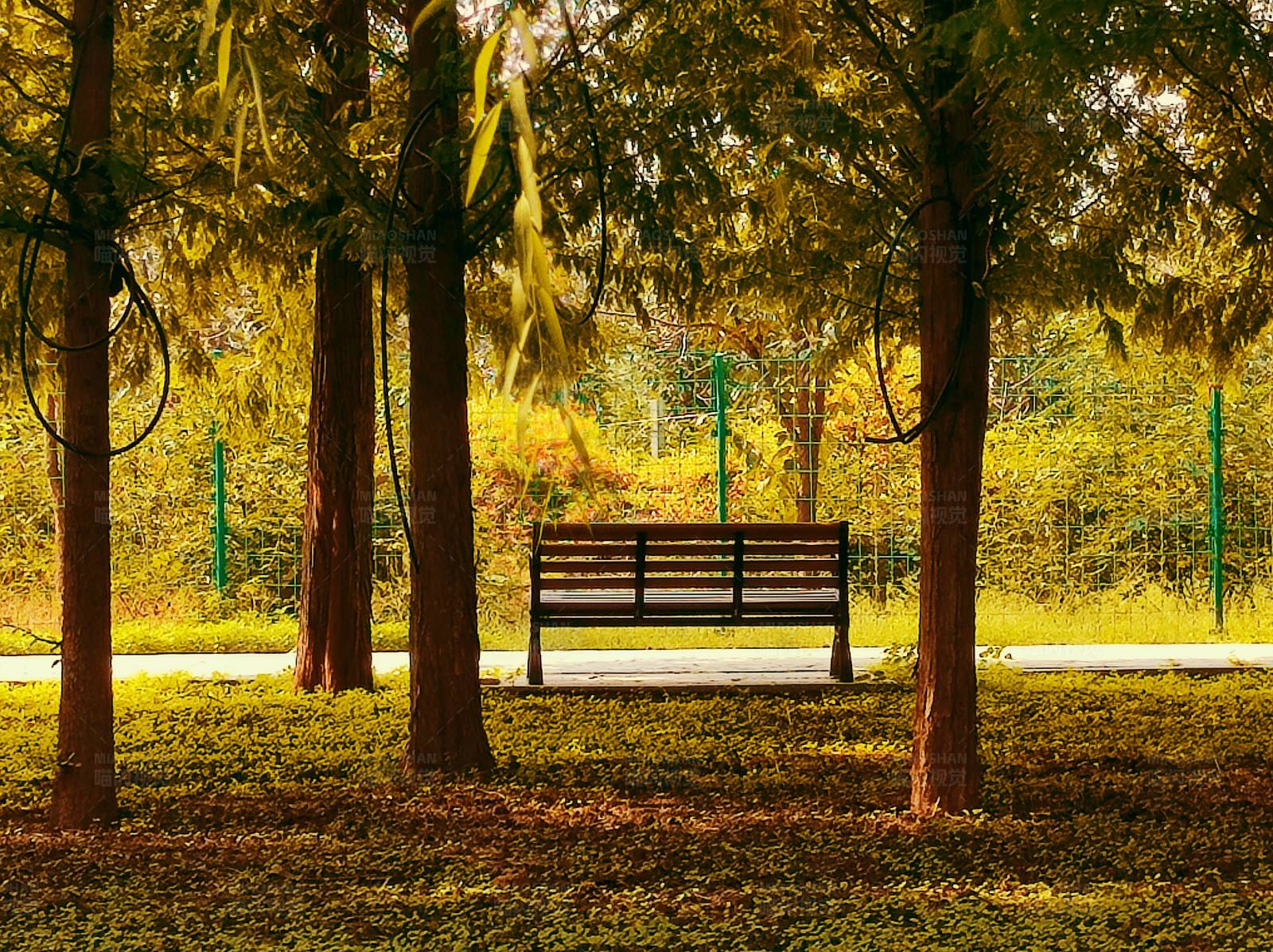 林间静谧长椅图片