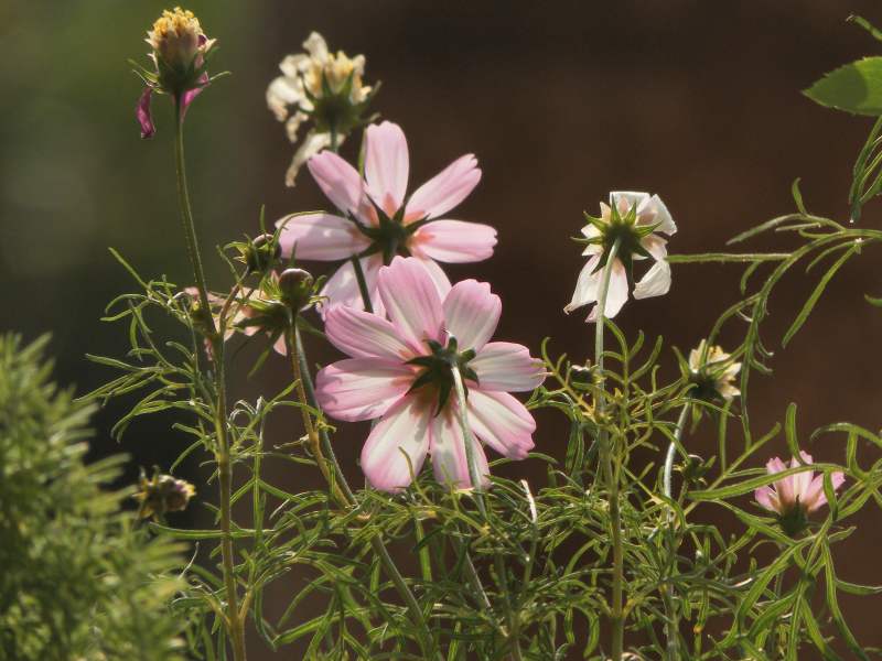 粉色花朵与绿色植物图片