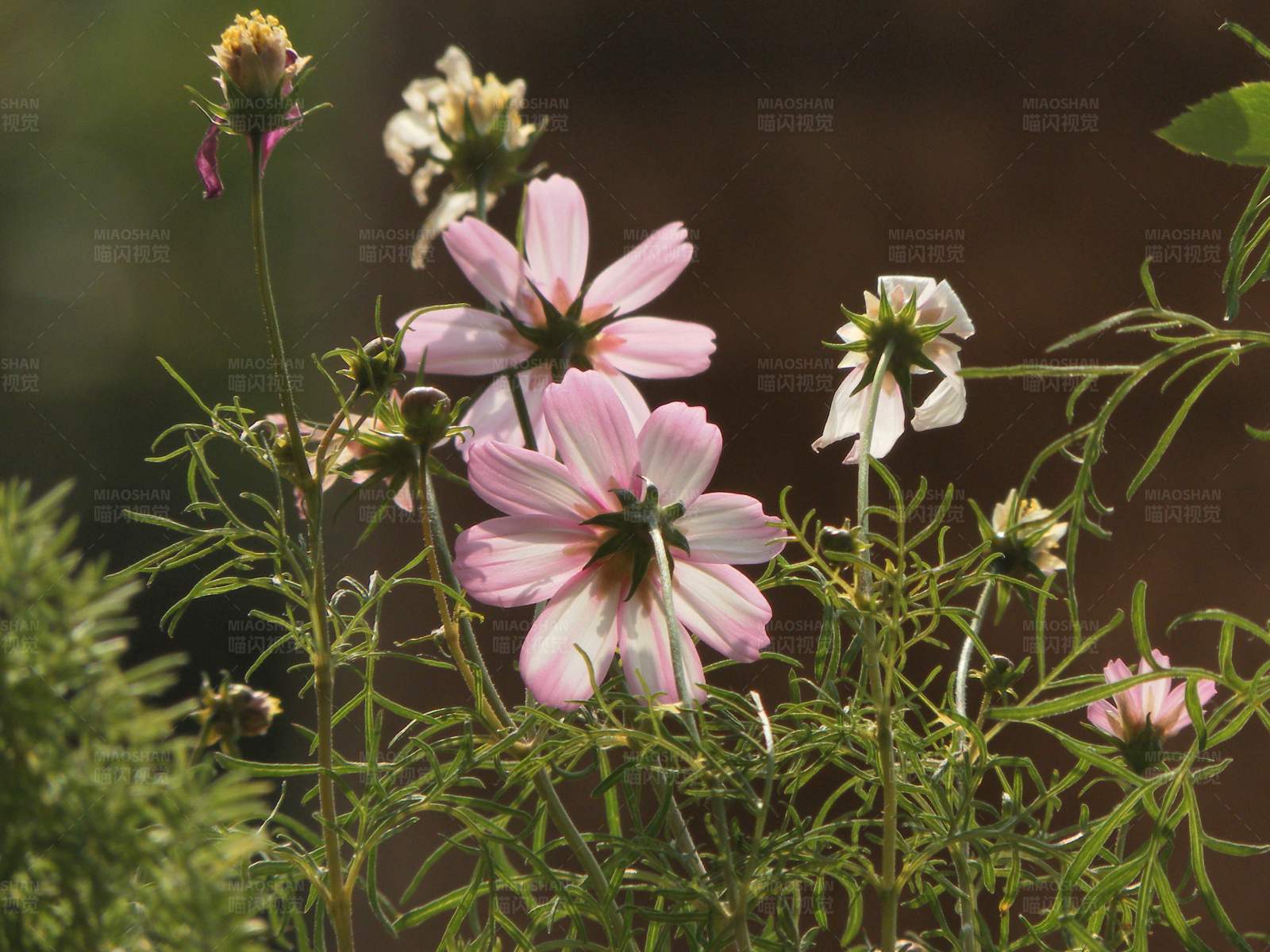 粉色花朵与绿色植物图片