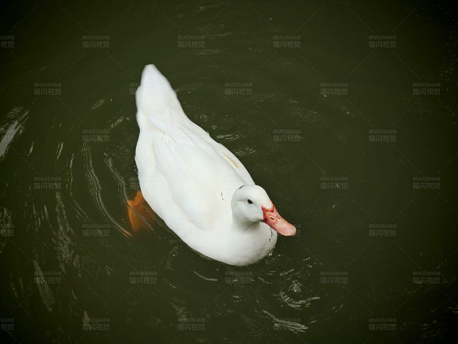 白鸭子游水图片