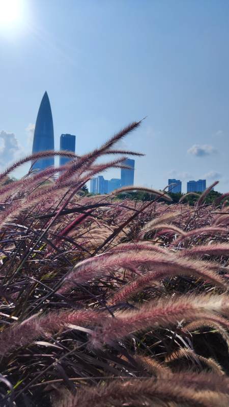 深圳华润大厦图片