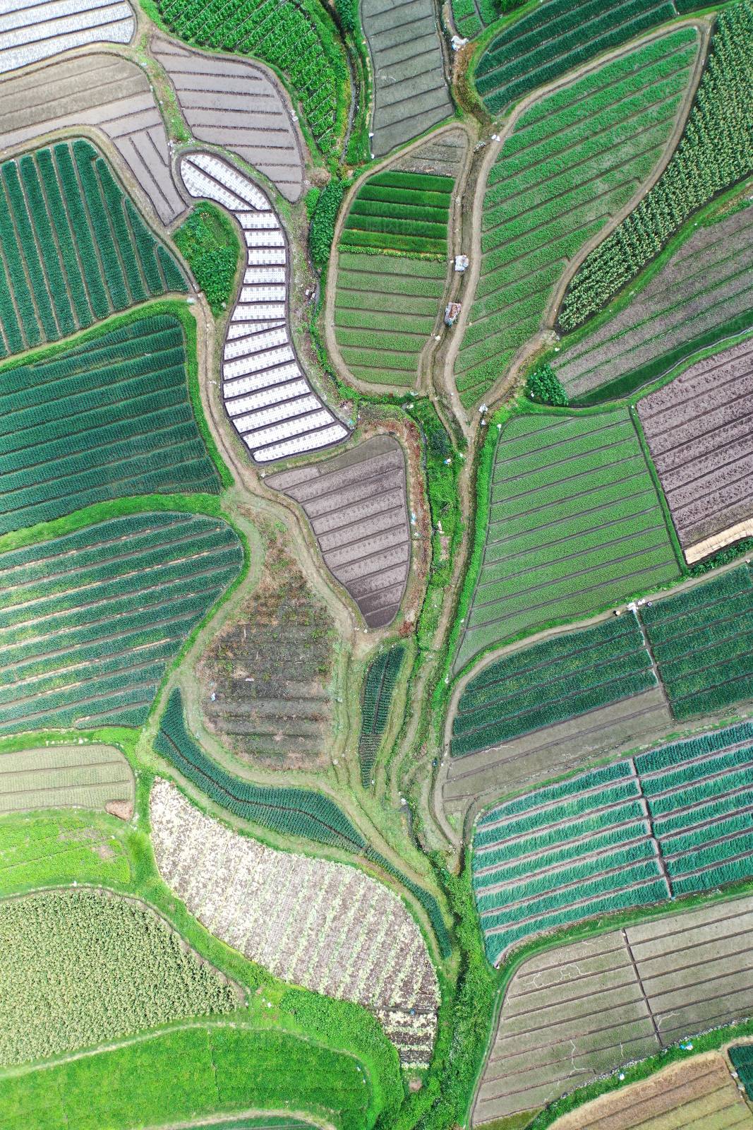 大理水墨农田的空中俯瞰图片