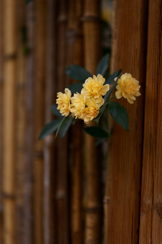竹篱边的黄色木香花图片