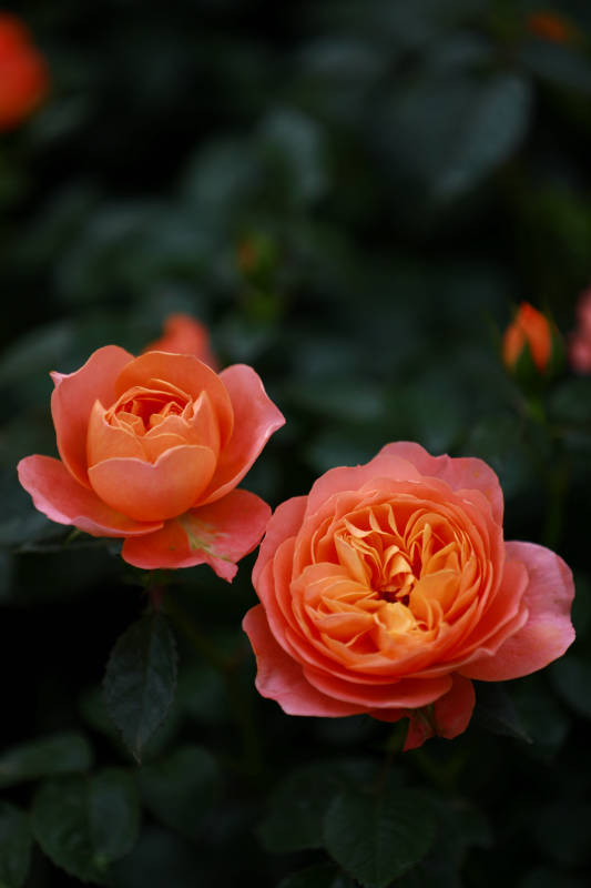 橙色月季花特写图片