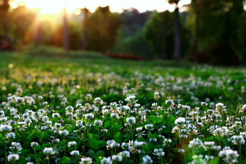 夕阳下的花海图片