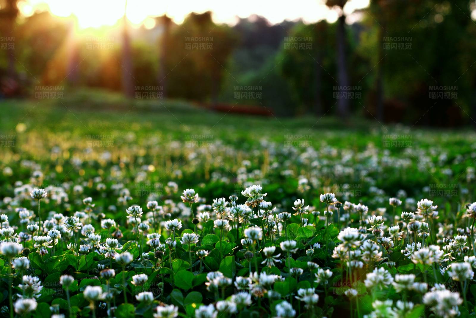 夕阳下的花海图片
