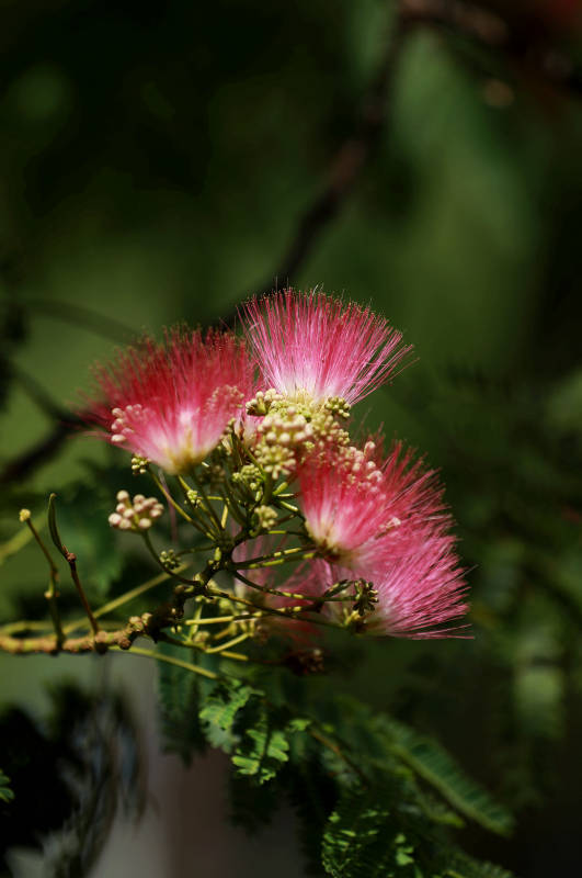 合欢花绿叶陪衬图片