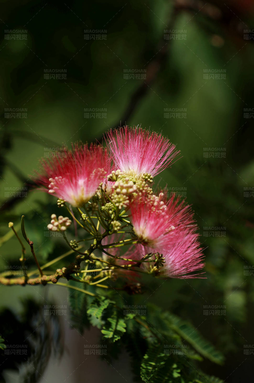 合欢花绿叶陪衬图片