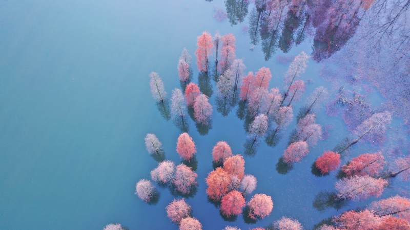 航拍深秋水上杉林倒影图图片